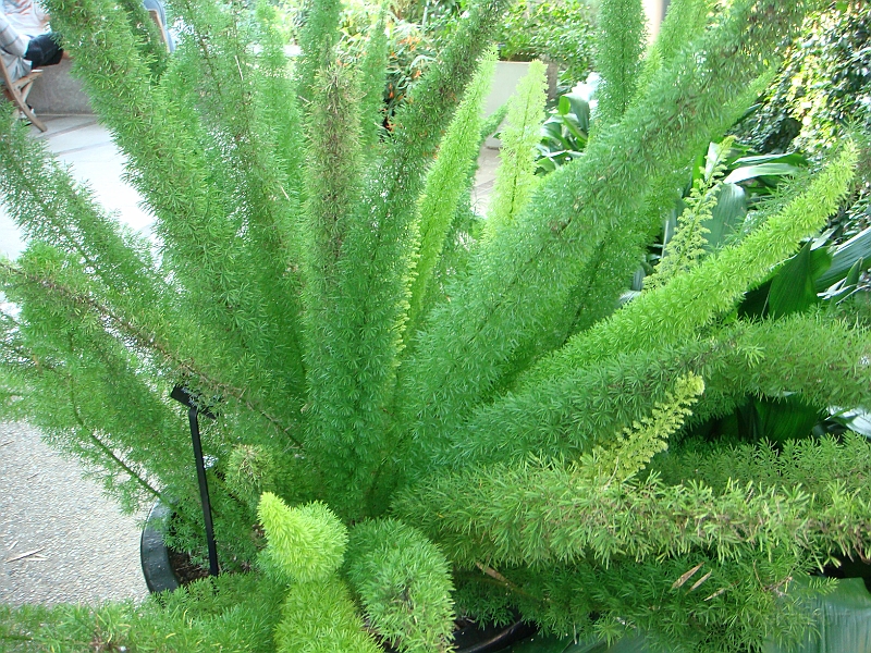 453 Longwood Gardens [2008 August 23].JPG - Longwood Gardens in Pennsylvania